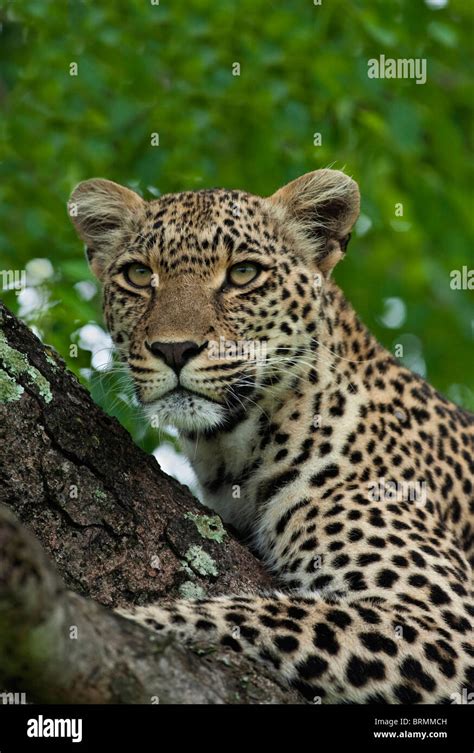 Portrait Of A Female Leopard Lying On A Branch Of A Tree Stock Photo