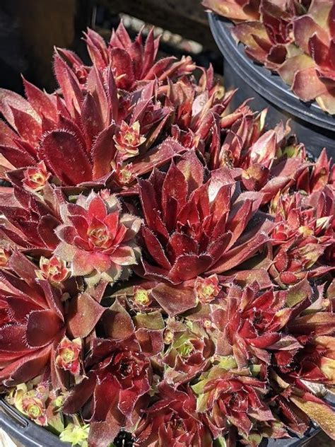 Photo Of The Entire Plant Of Hen And Chicks Sempervivum Rubin