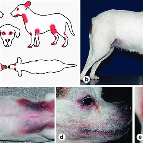 Pdf What Can Dogs Bring To Atopic Dermatitis Research