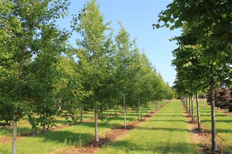 Semi Mature Trees | Wholesale Tree Nursery Cork | Irish Trees for Sale