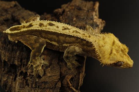Crested Gecko Breeders — Liberty Reptile