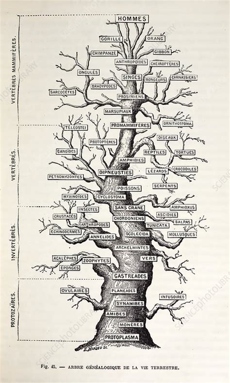 1886 French Copy Haeckel Tree Of Life Stock Image C0089509