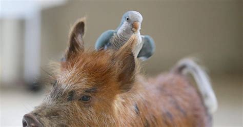 Parrot And Pig Photos Animal Odd Couples Ny Daily News