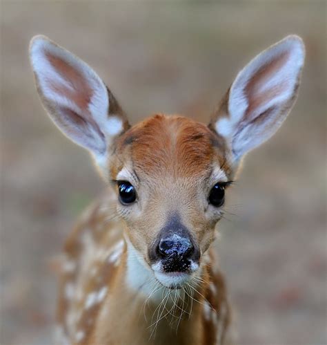 Beautiful Wildlife “baby Face By © Phils Pixels ” Nature Animals
