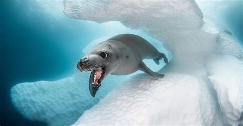 Winners Of The 2019 Ocean Art Underwater Photo Contest