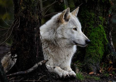 Grey Wolf Timber Wolf Wolf Lifeanswer