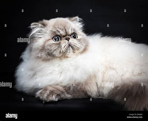 Close Up From Tabby Point Persian Cat Laying Isolated On Black