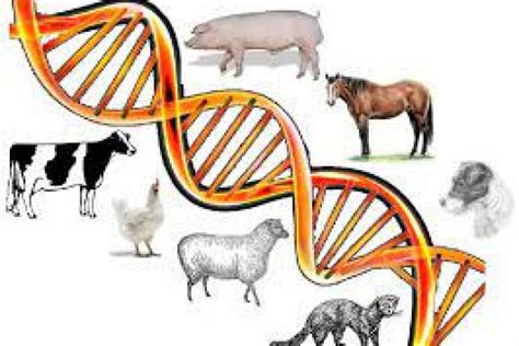 Animal Genetics And Breeding Department Of Animal Production