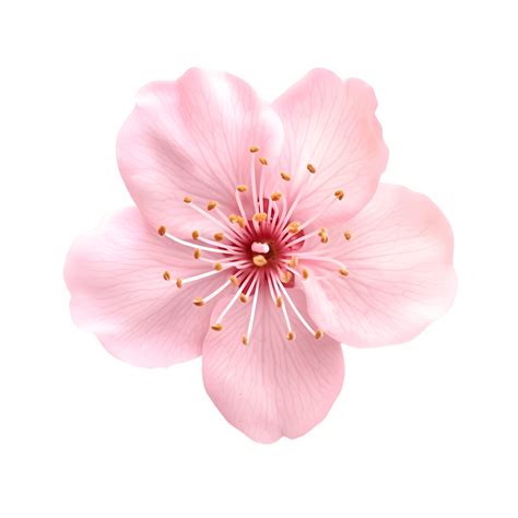 Pink Sakura Flower Isolated On Transparent Background Ai Generated