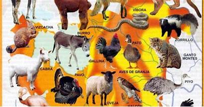 Fauna Bolivia Mapa