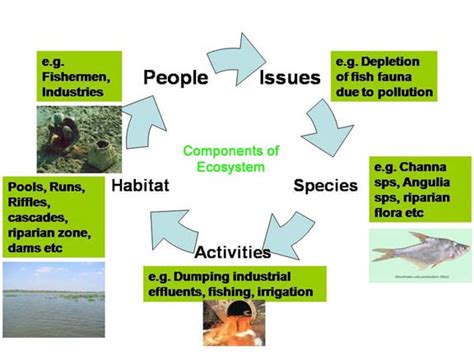 Difference Between Ecological And Environmental Compare The