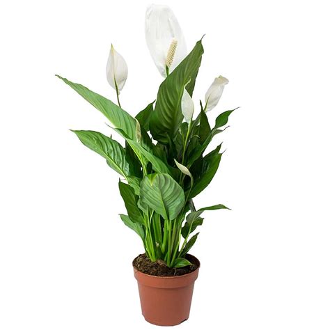Spathiphyllum Peace Lily Indoor Plants 1 X Potted Lily House Plant 9cm Pot Ebay