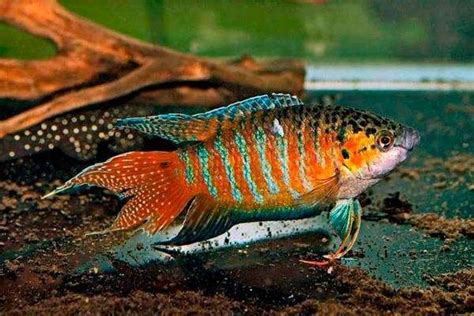 Лабиринтовые аквариумные рыбки перечень виды и фото подходящих для