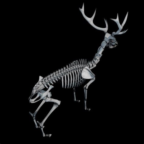 Max Deer Skeleton