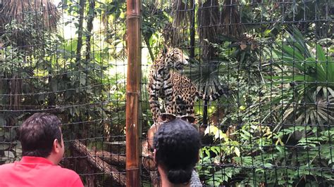 Private Belize Zoo Tour And Jaguar Encounter La Democracia Belize District