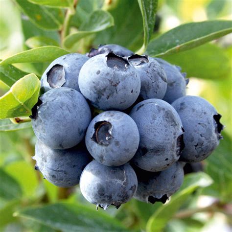 Blueberry Duke 2ltr All Soft Fruit Soft Fruit Fruit
