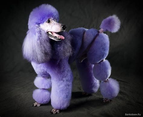 A Real Life Purple Poodle Poodle Cute Dogs Extreme Pets