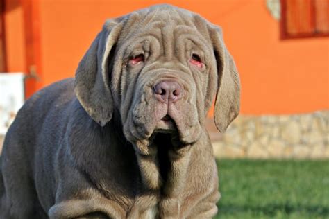 Neapolitan Mastiff Breed Information And Pictures Euro Puppy