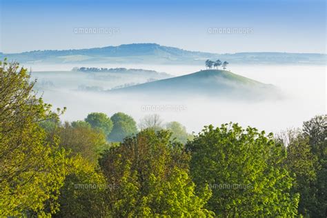 Misty Morning View Of Colmers Hill Dorset England Uk 20088128314 の写真