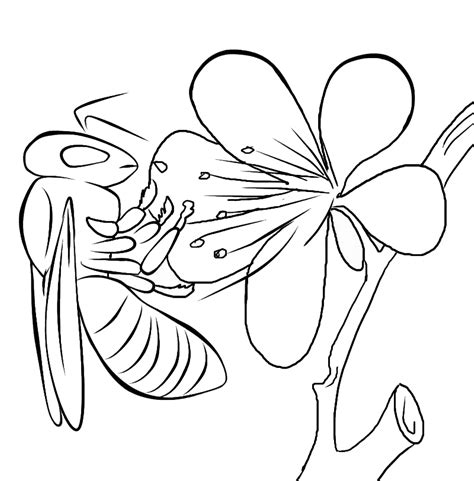 We have here coloring pages that suitable for toddlers and for preschoolers. Bee Coloring Pages