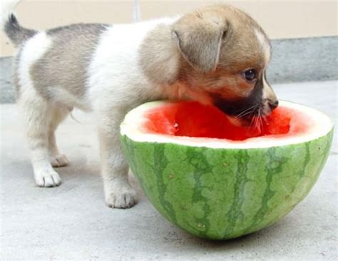 Can Dogs Eat Watermelon Animal Fair