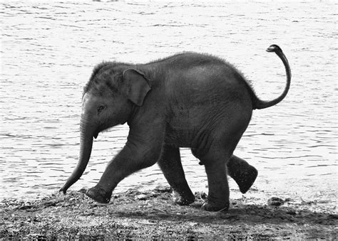 This Photo Of A Running Baby Elephant Has Been Widely Published Photo