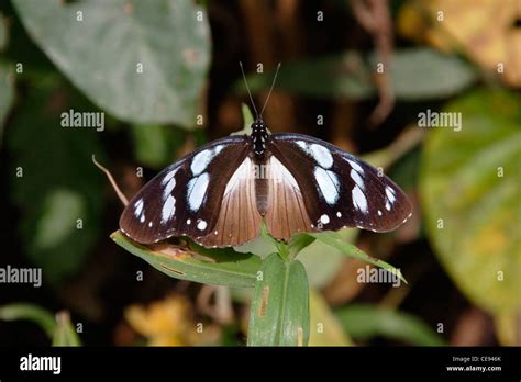 Variable Diadem Butterfly Hypolimnas Dubius Dubius Nymphalidae
