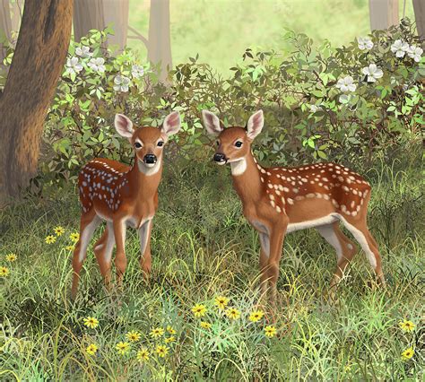 Whitetail Deer Twin Fawns Painting By Crista Forest Pixels