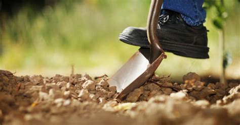 Do your best to give your pup good consistent exercise. Backyard digging poses unseen hazards - CBS News