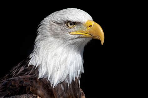 American Bald Eagle Head Close Up Against Black Background