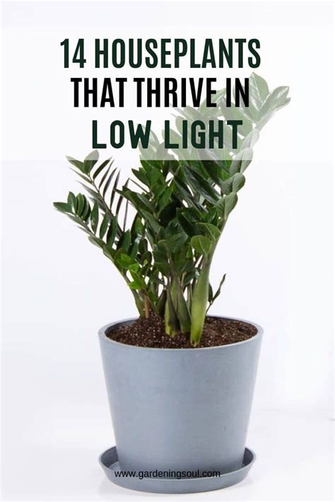 14 Houseplants That Thrive In Low Light