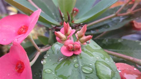 Wallpaper Nature Plants Water Drops Blossom Cactus Pink Leaf