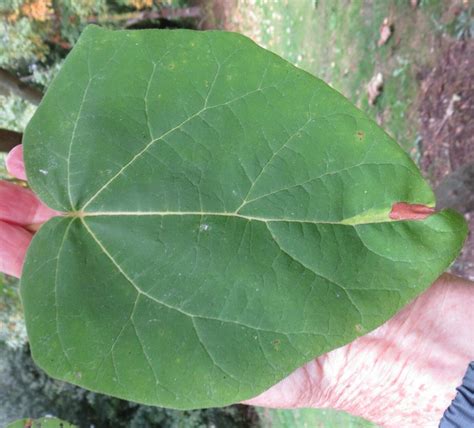 Broadleaf Leaf Key Tree Guide Uk Broadleaf Tree Id By Leaf Shape