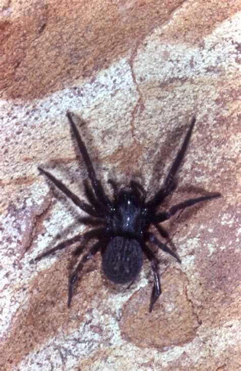 Black House Spider The Australian Museum