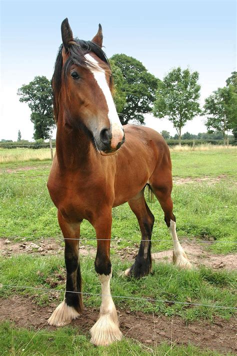 Auf grund ihres durchschnittlichen stockmaßes von 65 cm gelten die falabella als kleinste ponyrasse der welt. Young Shire Horse by chlupatice on DeviantArt