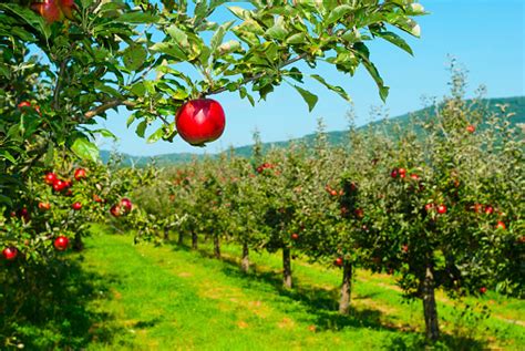Apple Orchard Stock Photo Download Image Now Apple Orchard Apple