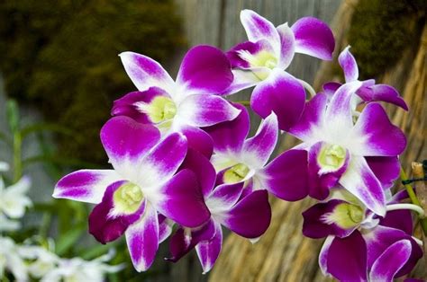 Wow 10 Bunga Anggrek Yang Paling Cantik Gambar Bunga Hd
