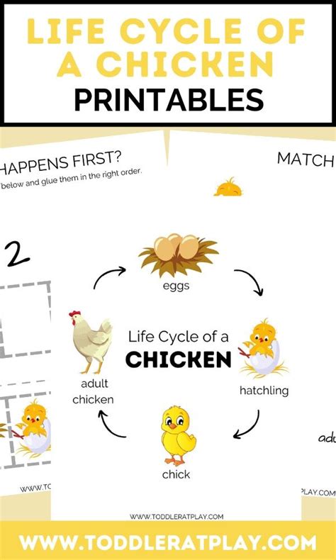 Chick Life Cycle Worksheet