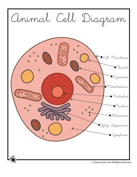 Diagram Biology If8765 Animal Cells Diagram Mydiagramonline