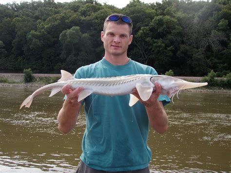 In Missouri River Sturgeon Dont Look Their Age