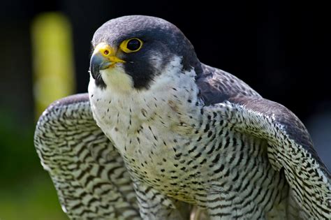Peregrine Falcon Portrait Birds Wildlife Photography By Martin