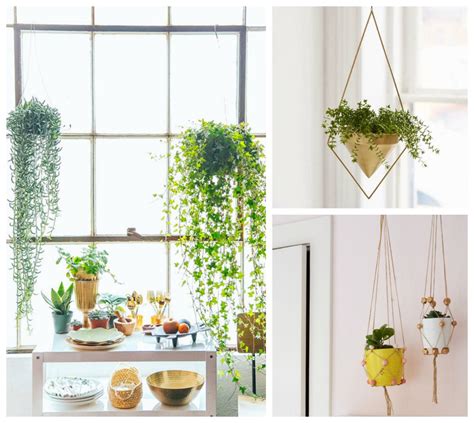 2 plantas para la decoración de terrazas pequeñas. Deco con plantas de interior | Blog de decoración, DIY, ideas low cost para decorar tu casa ...