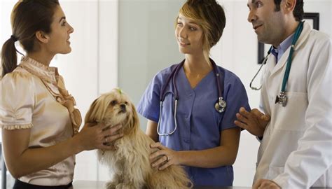 Top Schools For Veterinary Medicine Degrees The Classroom