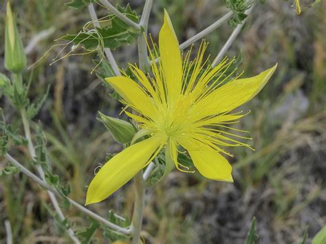 Then, cool off in lagoon pool. Blazing Star Photograph by NaturesPix