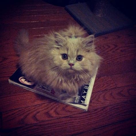 The classic flat face of a persian sadly comes with health problems. Cream doll face persian kitten instagram.com ...
