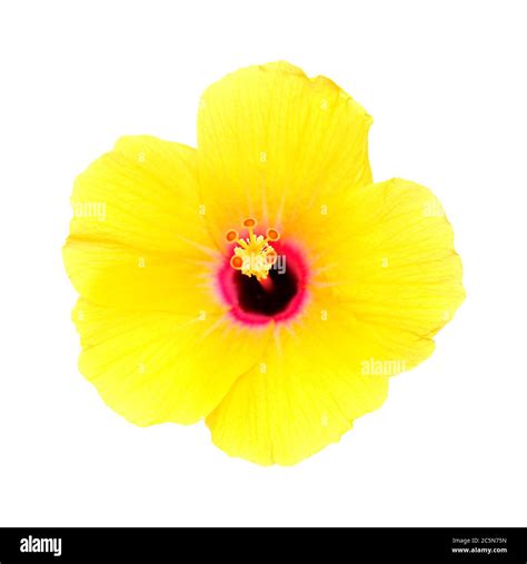 Yellow Hibiscus Flower With Dark Red Center Isolated Stock Photo Alamy