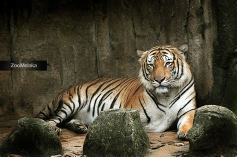 San diego zoo animals & plants. aiMfeSy: Animal World @ Zoo Melaka