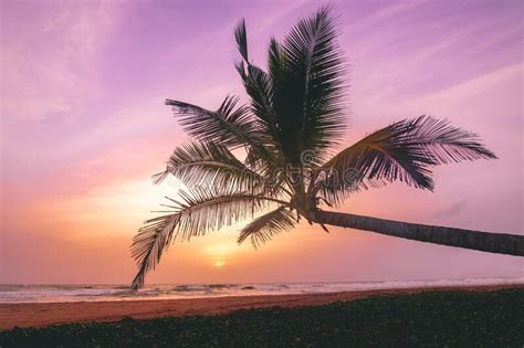 Palma Na Zachód Słońca Na Plaży W Sri Lanka Zdjęcie Stock Obraz
