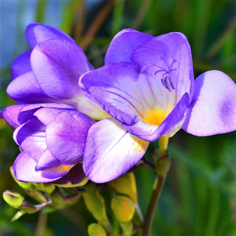 Purple Freesia Bulbs For Sale Single Blue Fragrant Easy To Grow Bulbs