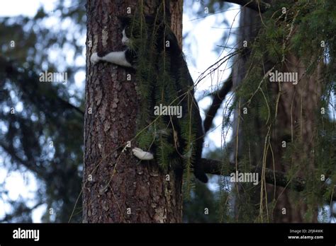 Young Black And White Cat Clinging To A Tree Stock Photo Alamy